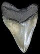 Nice, Serrated Megalodon Tooth - South Carolina #31920-1